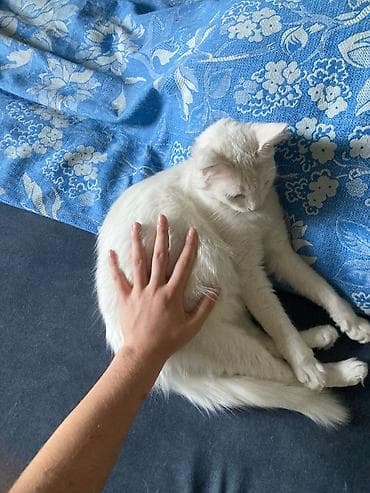 кокон ээр: Ангорская, 10 месяцев, Девочка, Белый, Приучена к лотку — 9