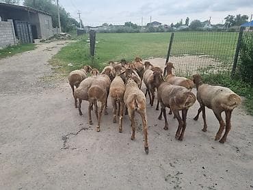купить обезьяну живую цена: 1 жаш токту козулар сатылат эки тиш 14 баш баасы 30 минден бир аз кеми — 3