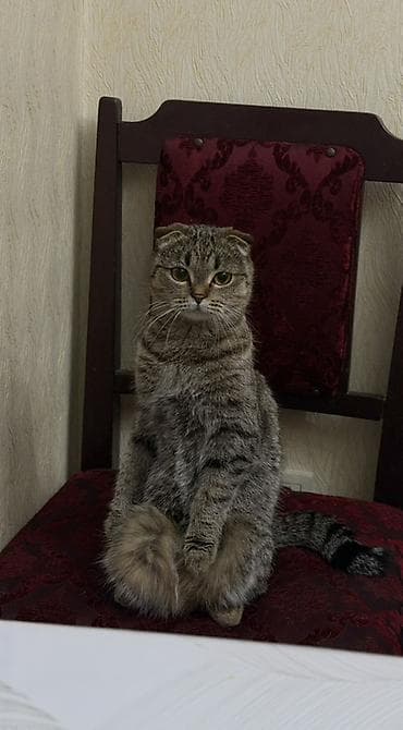 тигры: Скотиш Фолд (Шотландская вислоухая), 2 года, Девочка, Приучена к лотку — 1