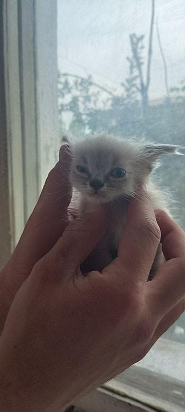 Мышыктар: 🐾 Ищут любящие семьи очаровательные котики! 🐾Малышам всего 1 месяц — 2