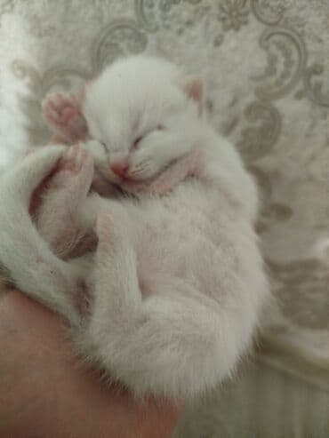 дом для котов: Очаровательные котята домашнего помёта - Окрас: рыжий (несколько — 4