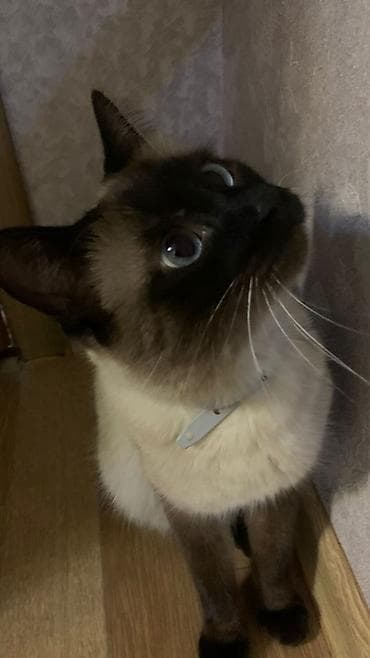 кошки британский: Кошка породы колор-пойнт (сиамского типа). Отдам в хорошие руки — 3