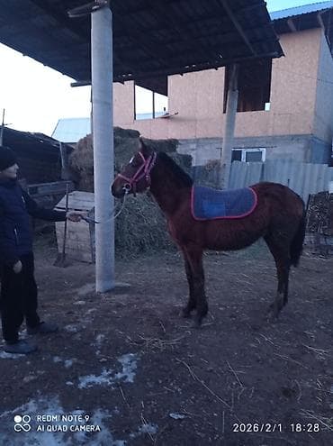 уй сатылат бишкек 2022: Сатам | Тай | Ат спорту — 2