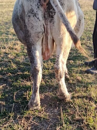 продам бу оборудование для птицефабрики: Продаю | Корова (самка) | Для молока, Для разведения | Стельные — 6