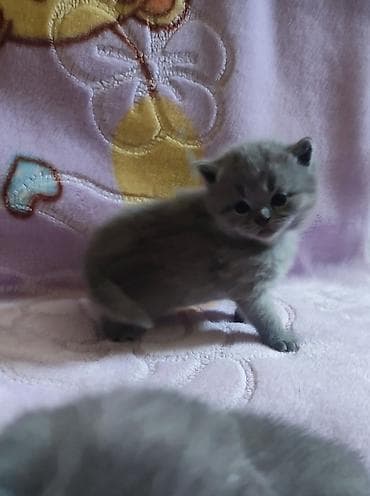 Продажа кошек: Открыто бронирование на котят шотландской породы лилового и голубого — 9