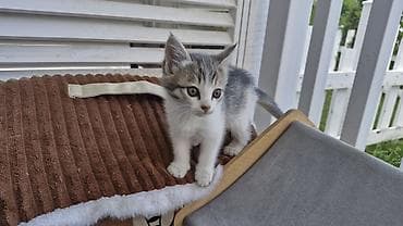 белые котенки: Бенгальская, 2 месяца, Девочка, Приучена к лотку — 7