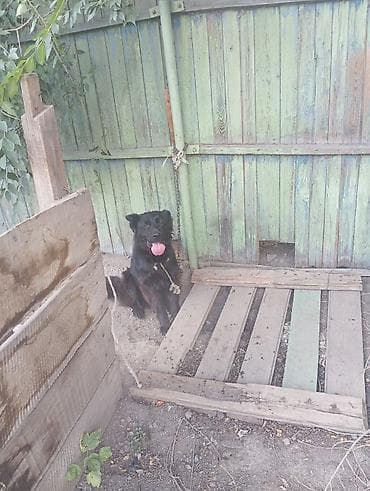собаки в бишкеке: Восточноевропейская овчарка, 1 год, Самка — 4