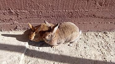 Үй жаныбарлары үчүн товарлар: Сатам | Эркек коен — 6