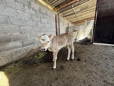ветеринар вызов дом в бишкеке: Продаю | Корова (самка) | Полукровка | Для молока | После отела — 4