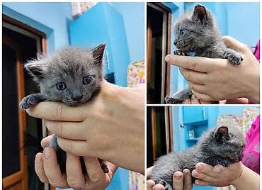 шотландский котята: 🐾 Продам котят шотландской/британской породы 🐾 Очаровательные котята — 5