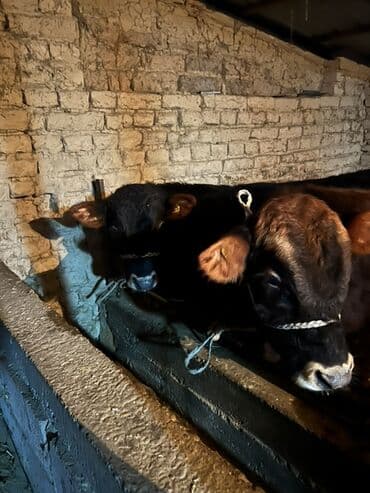 дом животные: Продаю | Бык (самец) | Ангус | Для разведения | Осеменитель — 6