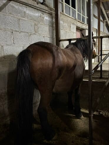 племенные коровы молочные купить: Продаю | Кобыла (самка), Конь (самец), Жеребенок | Полукровка, Першерон, Дончак | На забой, Для разведения, Для молока | Племенные — 1