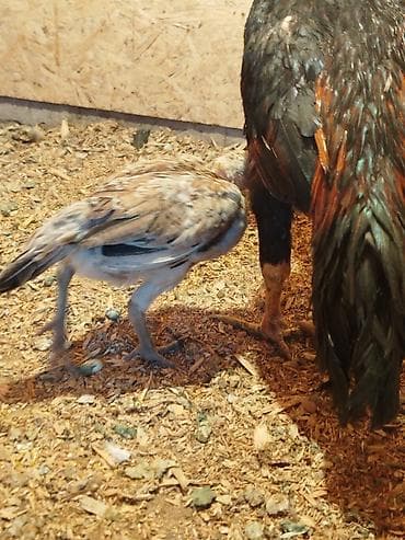 ремонт гидроскутера: Дакан жожо мекиш сатылат алмашу жолдору бар домашний тооко алмашам — 4