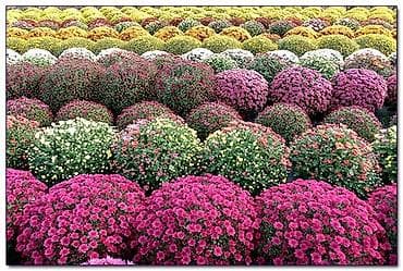 Үй жана бакча: Көчөттөр — 2