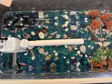 красная рыба цена бишкек: Аквариумный комплект с декоративными рыбками - объём ориентировочно — 5