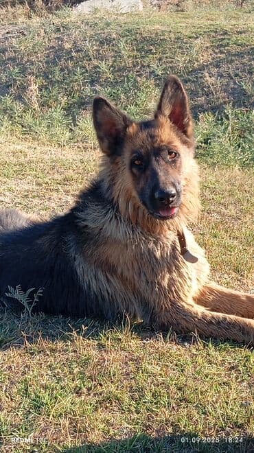 голден ретривер бишкек: Немецкая овчарка, 2 года, Самка, С прививкой — 1