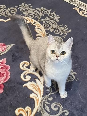 бенгальские кошки бишкек: Скотиш страйт, окрас шиншилла (silver shaded). - Породные черты — 2