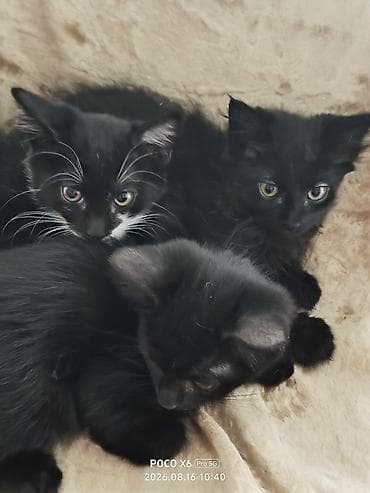 d cat: Кошка даром: Беспородная, Девочка — 1