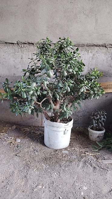 Комнатные растения: Крупное комнатное растение — денежное дерево (Crassula ovata — 2