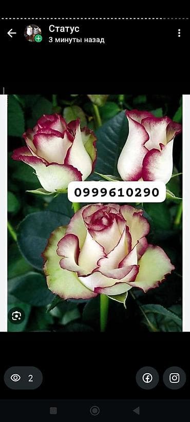 семена расторопши: Саженцы цветка: Розы — 3