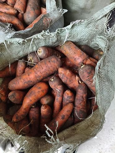 кой сатам: Сабиз Дүңүнөн — 1