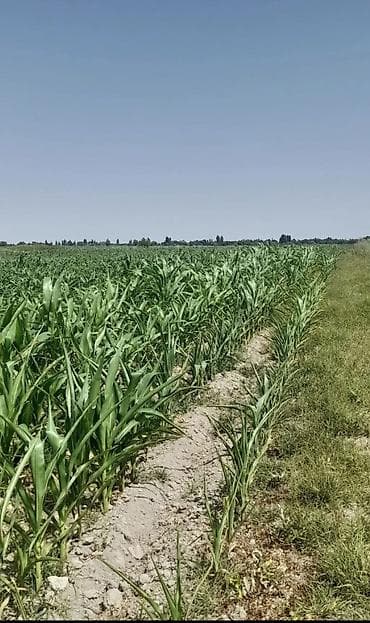 магазин бытовой техники: 300 соток, Для сельского хозяйства — 1