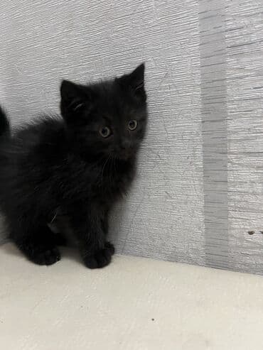 купить черную немецкую овчарку: Котята,родились 16 сентября. 3мальчика 1девочка, шоколадные. Отдам в — 6