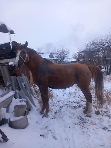 Другие животные: Продаю | Конь (самец) | Полукровка | Рабочий — 6