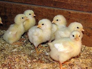тушки кур: Продаю | Куры | Бройлерная | На забой — 5