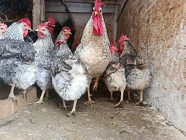 Животные: Продаю | Куры, Петух | Домашняя | На забой, Для разведения, Несушки — 3