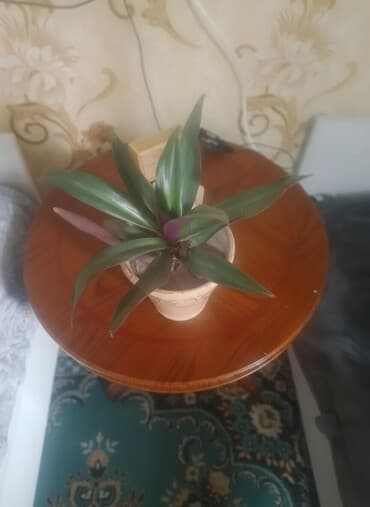 растения для аквариума: Все цветы по 100 сом
листайте фото
находится в Лебединовке — 1