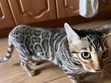 коты бишкек: Бенгал, 6 айлык, Ургаачы, Курттардан тазаланган — 5
