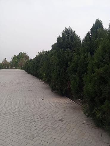 сетки для кур несушек: Живая изгородь из хвойных кустарников (туя/можжевельник) - Плотная — 2