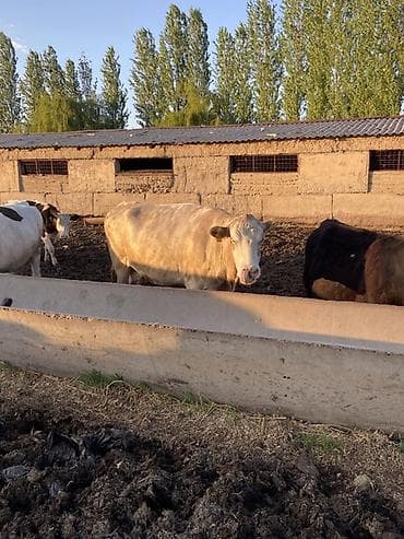 кен булун: Сатам | Уй (ургаачы) | Бордоп семиртүү үчүн — 3