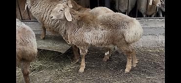 акита ину собака: Продаю | Ягненок, Баран (самец) | Арашан — 4