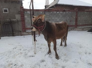 корова стеленком: Продаю | Тёлка | Швицкая | Для разведения | Племенные — 4