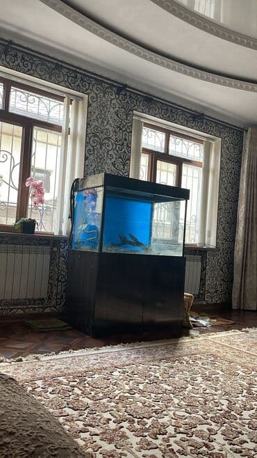 купить аквариумных рыбок в бишкеке: Продаю аквариум 300 литровый. В отличном состоянии — 3