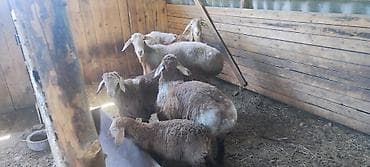 животные купить: Продаю | Овца (самка) | Для разведения | Матка — 10