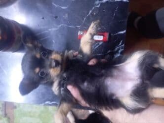 охотничий собак: Ит бекер берилет: Той-терьер, 2 айлык, Ургаачы — 1