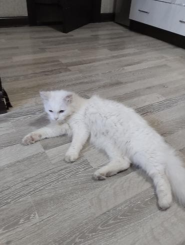 Продажа кошек: Турецкая анкорка, белоснежная длинношёрстная кошка с гетерохромией — 1