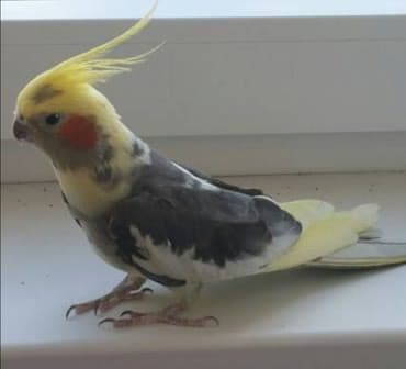 необычные животные: Попугаи кареллы хорошо разговаривают и приручаются к рукам — 3