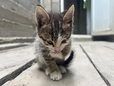 pitomnik temir: Котята, домашние любимцы. - Возраст: примерно 1–2 месяца. - Окрас — 4