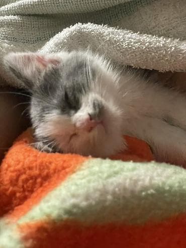 Котёнок, серо-белый окраc, короткошёрстный. - Возраст: маленький (по lalafo.kg да Котёнок, серо-белый окраc, короткошёрстный. - Возраст: маленький (по