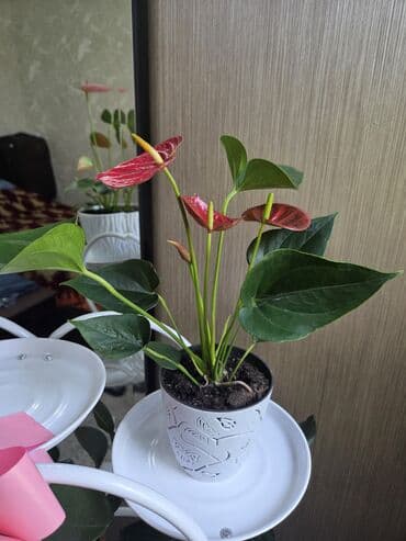 садовые украшения: Комнатные растения в кашпо 1) Фаленопсис (орхидея) — белые крупные — 30