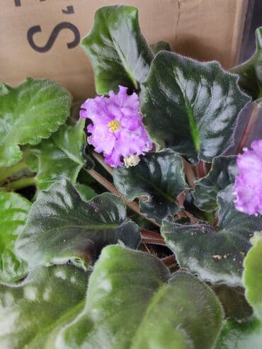 мясо доставка: Сортовые фиалкидетки,листовые черенки — 3