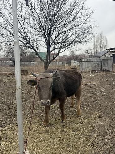 уй животный: Продаю | Бык (самец) | Для разведения | Привязанные — 1