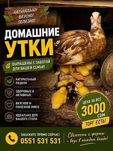 Продаётся Утка с утятами пишите или званите