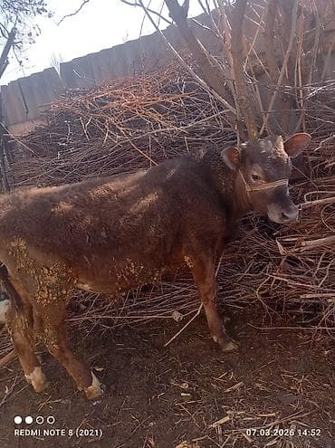 лучший ветеринар бишкек: Продаю | Бык (самец) | На откорм — 2