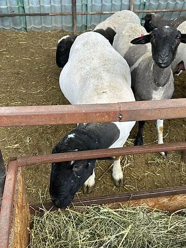 мука рыбная купить: Продаю | Баран (самец) | Для разведения | Племенные — 3