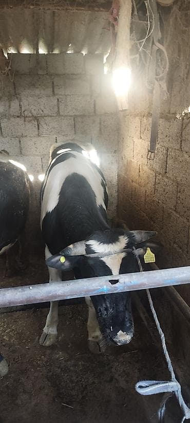 ангус корова: Продаю | Бык (самец) | Полукровка | Для разведения | Племенные — 5